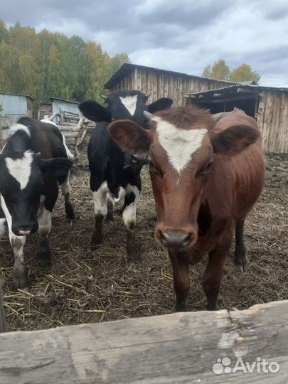 Бык на мясо и на доращивание бычки и телочка