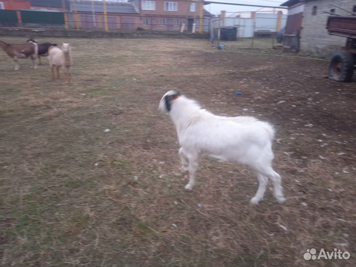 Нубийский козел