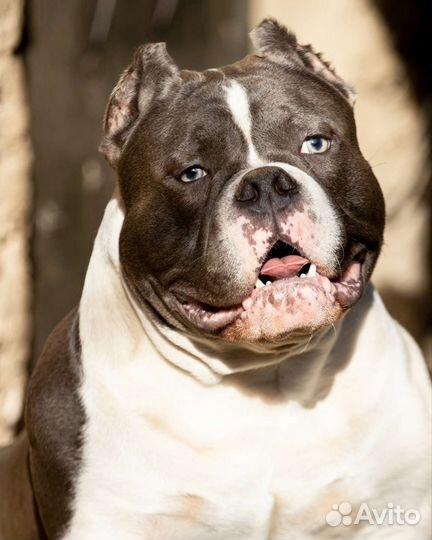 Мощный Американский Булли micro покет мальчик