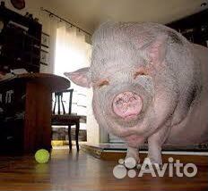 Хряки.боровы