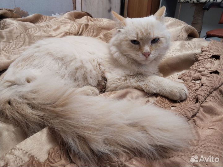 Молодой котик ищет дом