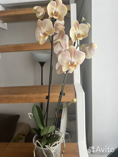 Орхидея фаленопсис 2 цветоноса