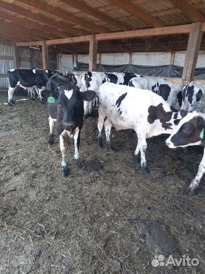 Продажа телят