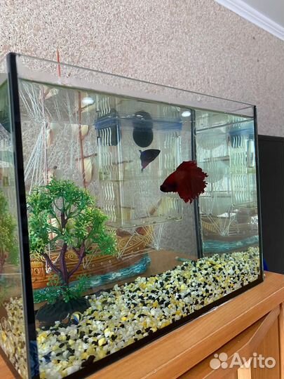 Аквариум с рыбками