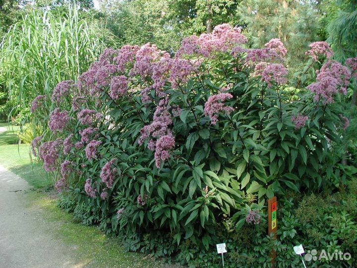 Цветы многолетние для сада