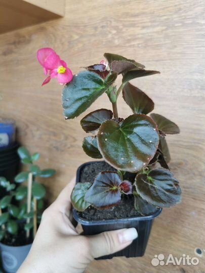 Бегония вечноцветущая