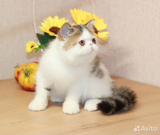 Экзотический котенок