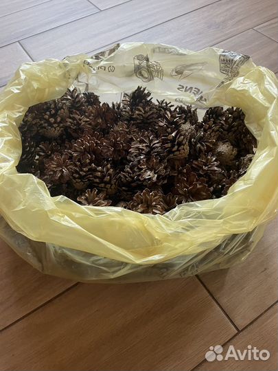 Шишки сосновые