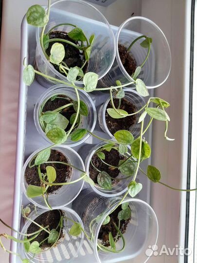 Монстера дубиа