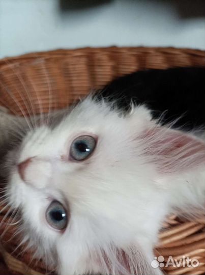 Котята турецкой ангоры