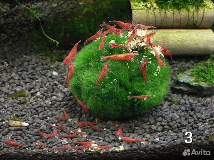 Аквариумные растения бесплатно