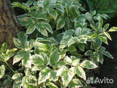 Сныть пестролистная