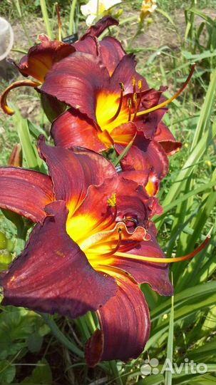 Лилейник Highland Lord и др