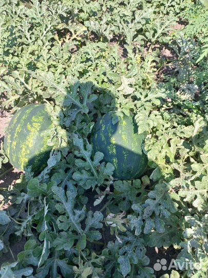 Продукты питания