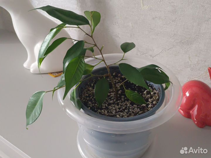 Фикус бенджамина