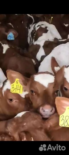 Бычки и телята