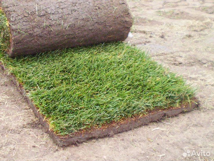 Рулонный газон. Озеленение участка под ключ