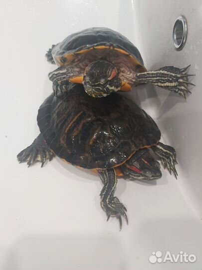 Красноухие черепахи