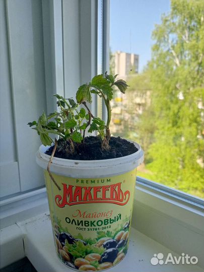 Ремонтантная малина Мара