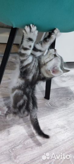 Британский котенок