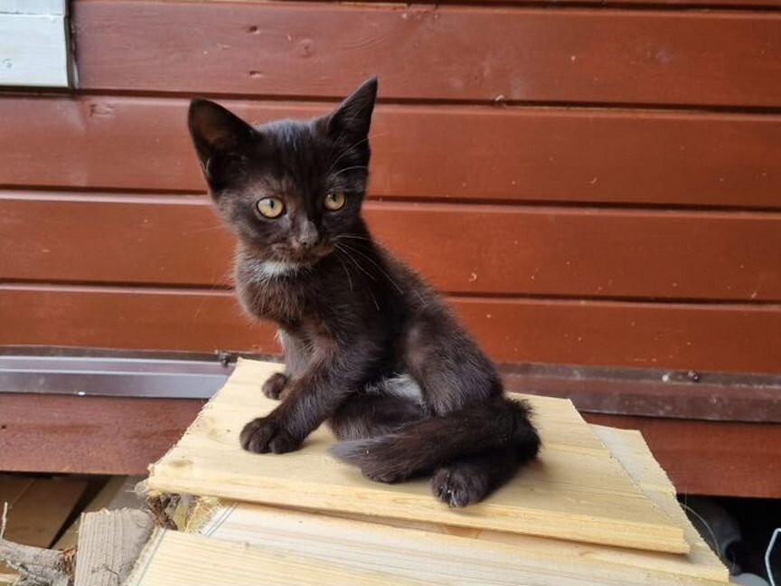 Котята в добрые руки бесплатно