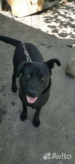 Собаки бесплатно