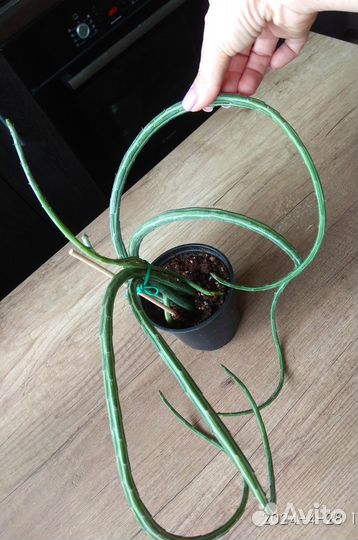 Сенецио Стапелиеформис(Крестовник)