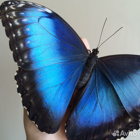 Ферма бабочек. Бабочкарий на 5 куколок с Морфо