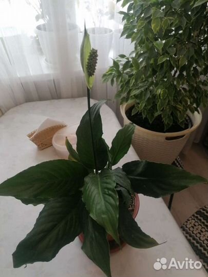 Спатифиллум - женское счастье