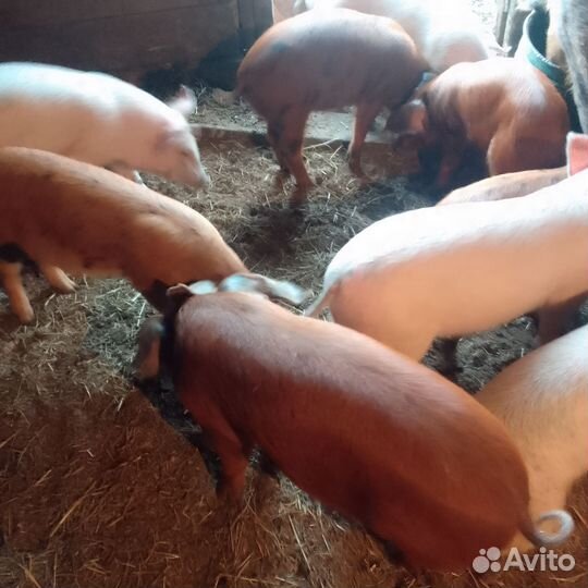 Поросята ландрас