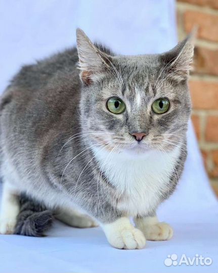 Кошку бросили