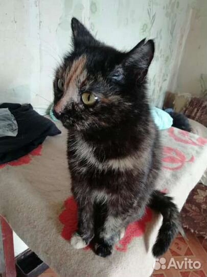 Кошка стерилизованная