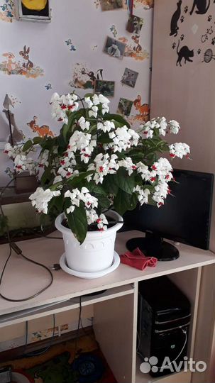 Комнатные цветы