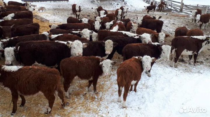 Бычки мясных пород