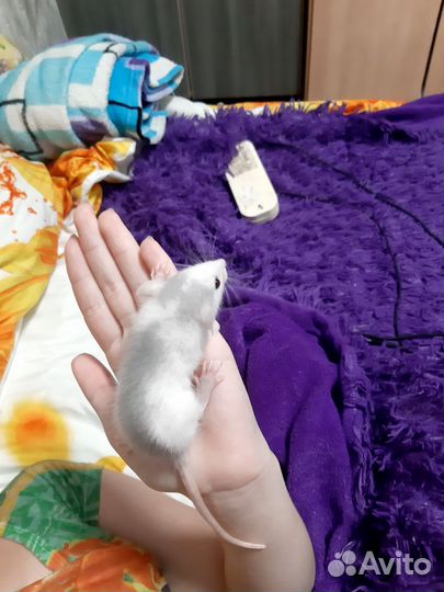 Крыса дамбо