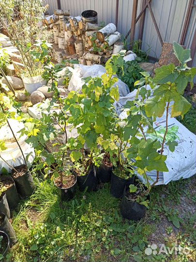 Саженцы смородины, крыжовника, ежевики