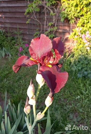 Ирисы бородатые сортовые