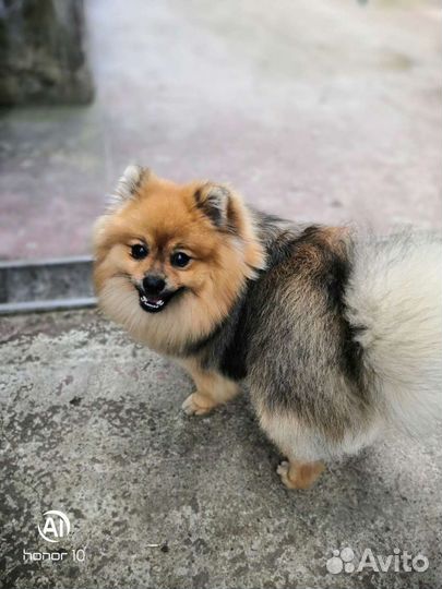 Померанский шпиц вязка