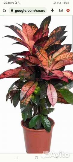 Кротон миссис айстон