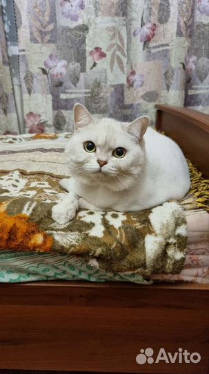 Красивая ласковая кошка в добрые руки