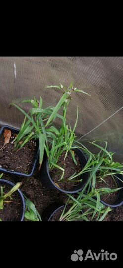 Многолетние садовые растения. Цены от 150 до