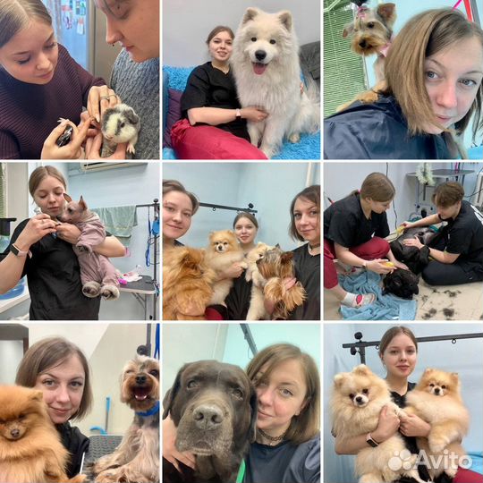 Груминг для собак и котиков