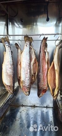 Рыба, горячего и холодного копчения