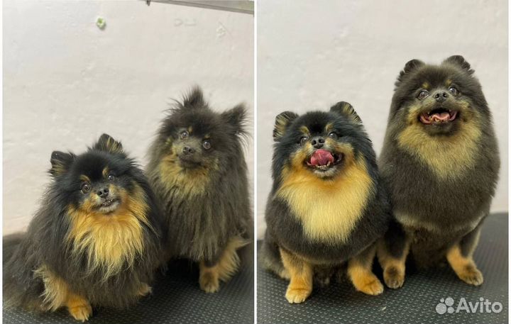 Стрижка собак с любовью