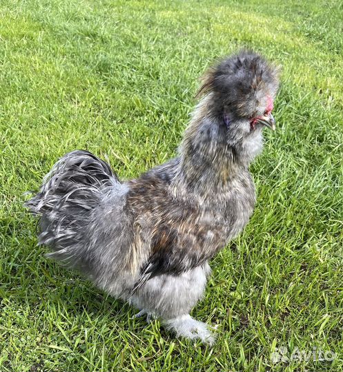 Куры молодки, петухи на племя, ия