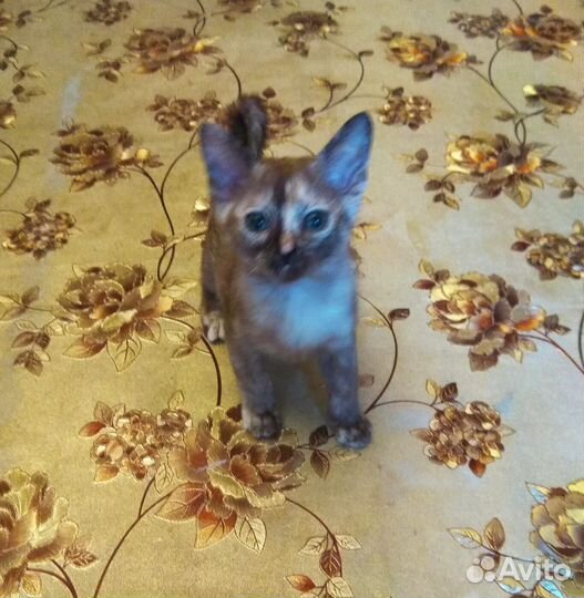 Котята европейской бурмы