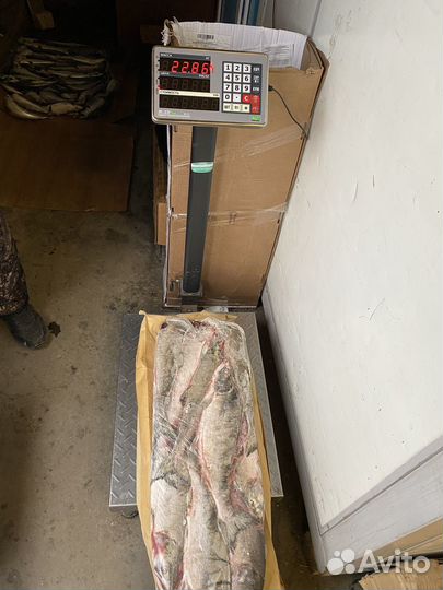 Горбуша 2023г с доставкой