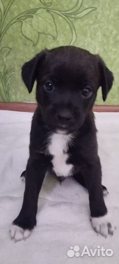 Щенок Антоша