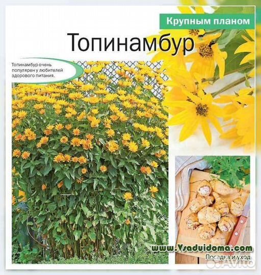 Топинамбура
