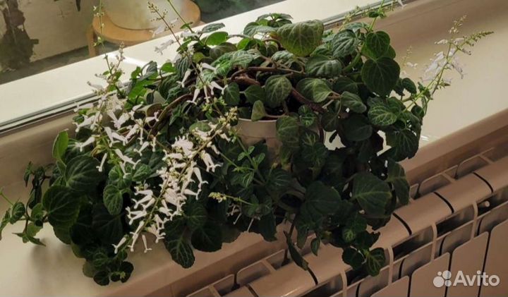 Плектрантус, домашняя мята